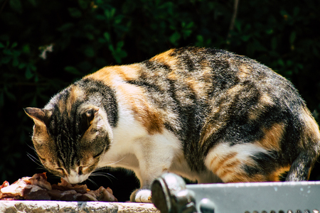 Jerusalem Israel June 26, 2019 View of abandoned domestic cat living in the streets of Jerusalem in the afternoonのeditorial素材