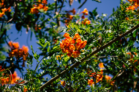 Jerusalem Israel June 26, 2019 View of various colorful flowers in the streets of Jerusalem in the afternoonのeditorial素材