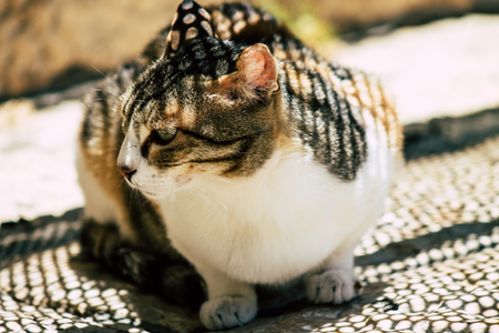Jerusalem Israel June 26, 2019 View of abandoned domestic cat living in the streets of Jerusalem in the afternoonのeditorial素材