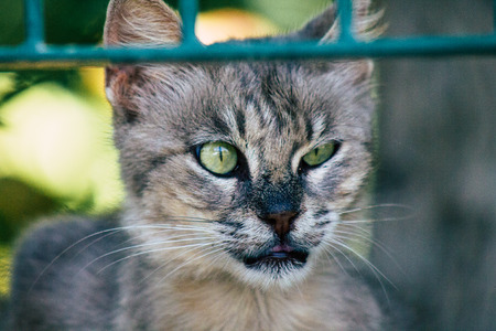 Jerusalem Israel June 26, 2019 View of abandoned domestic cat living in the streets of Jerusalem in the afternoonのeditorial素材