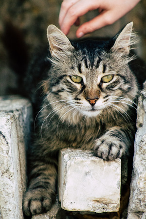 Jerusalem Israel July 3, 2019 View of abandoned domestic cat living in the streets of Jerusalem in the afternoonのeditorial素材