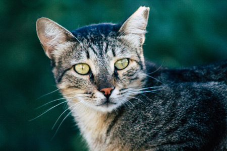 Jerusalem Israel July 3, 2019 View of abandoned domestic cat living in the streets of Jerusalem in the afternoonのeditorial素材