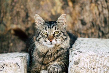 Jerusalem Israel July 3, 2019 View of abandoned domestic cat living in the streets of Jerusalem in the afternoonのeditorial素材