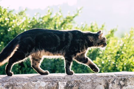 Jerusalem Israel July 3, 2019 View of abandoned domestic cat living in the streets of Jerusalem in the afternoonのeditorial素材
