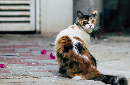 Jerusalem Israel July 3, 2019 View of abandoned domestic cat living in the streets of Jerusalem in the afternoonのeditorial素材