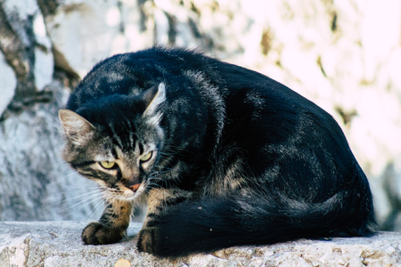 Jerusalem Israel July 3, 2019 View of abandoned domestic cat living in the streets of Jerusalem in the afternoonのeditorial素材