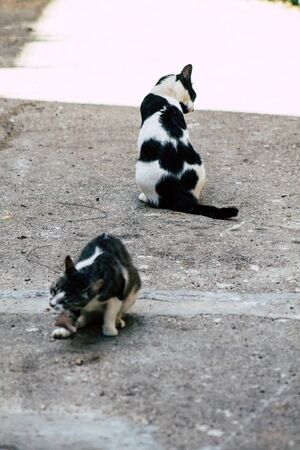 Jerusalem Israel July 7, 2019 View of abandoned domestic cat living in the streets of Jerusalem in...