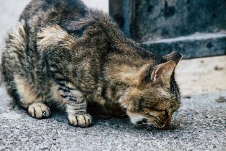 Jerusalem Israel July 7, 2019 View of abandoned domestic cat living in the streets of Jerusalem in the afternoonの写真素材