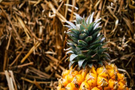 Closeup of a small pineapple on nature background for healthy eatingの写真素材