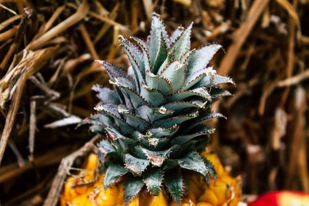 Closeup of a small pineapple on nature background for healthy eating