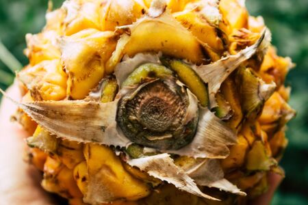Tel Aviv Israel July 18, 2019 Closeup of an unknown people holding a small pineapple on nature backgroundの写真素材