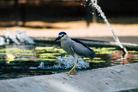 Closeup of a seabird fishing in a pond located in a public garden in Tel Aviv on the morning