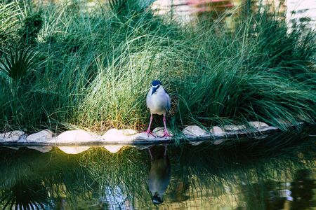 Closeup of a seabird fishing in a pond located in a public garden in Tel Aviv on the morningの写真素材