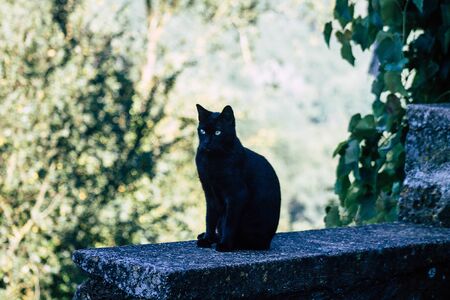 Rome Italy September 23, 2019 View of abandoned domestic cat living in the streets of Rome in the morningの写真素材