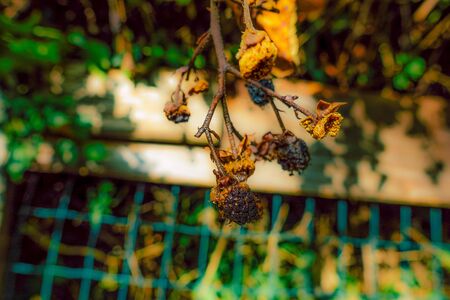 View of wild blackberry growing in Italyの写真素材