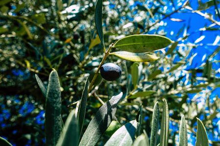View of olive trees growing in Italyの写真素材