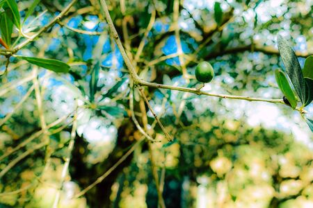 view of olive trees growing in Italyの写真素材