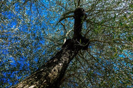 View of olive trees growing in Italy