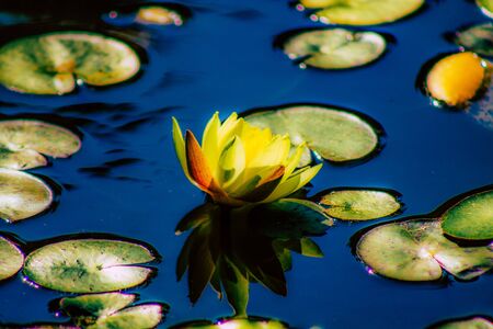 Closeup of a lotus flower in a pond in a public garden in Tel Aviv in the morningの写真素材