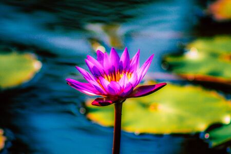 Closeup of a lotus flower in a pond in a public garden in Tel Aviv in the morningの写真素材