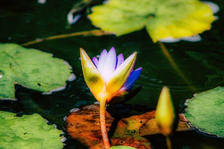 Closeup of a lotus flower in a pond in a public garden in Tel Aviv in the morningの写真素材