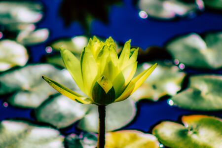 Closeup of a lotus flower in a pond in a public garden in Tel Aviv in the morningの写真素材