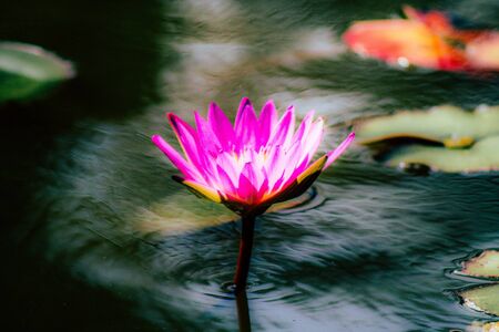Closeup of a lotus flower in a pond in a public garden in Tel Aviv in the morningの写真素材