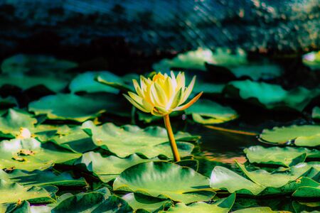 Closeup of a lotus flower in a pond in a public garden in Tel Aviv in the morningの写真素材