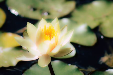 Closeup of a lotus flower in a pond in a public garden in Tel Aviv in the morningの写真素材