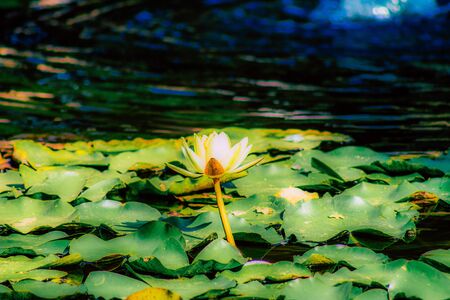 Closeup of a lotus flower in a pond in a public garden in Tel Aviv in the morningの写真素材