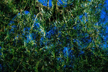 View of olive trees growing in Italyの写真素材