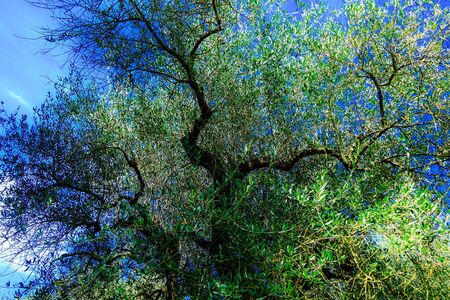 View of olive trees growing in Italy