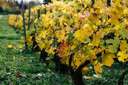 Reims France November 4, 2019 View of the vineyard of Taittinger Champagne house during autumn in...