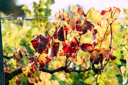 Reims France November 4, 2019 View of the vineyard of Taittinger Champagne house during autumn in the countryside of Reims in the afternoonの写真素材