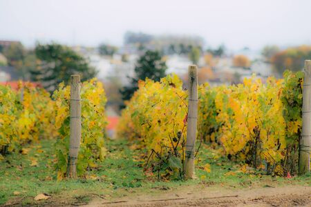 View of the vineyard of Champagne during autumn in the countryside of Reims in France