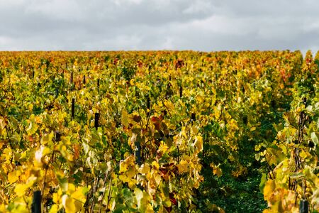 Reims France November 4, 2019 View of the vineyard of Taittinger Champagne house during autumn in the countryside of Reims in the afternoonの写真素材