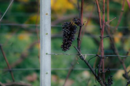View of the vineyard of Champagne during autumn in the countryside of Reims in Franceの写真素材