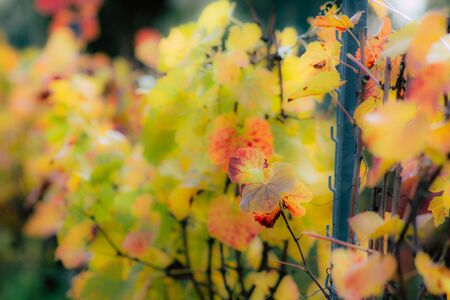 View of the vineyard of Champagne during autumn in the countryside of Reims in Franceの写真素材