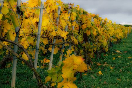 View of the vineyard of Champagne during autumn in the countryside of Reims in Franceの写真素材