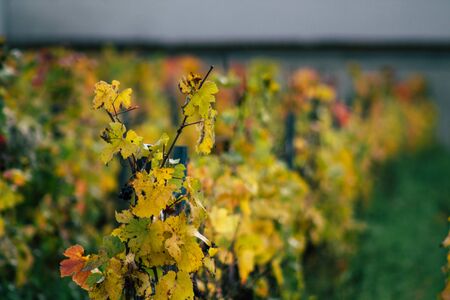 Reims France November 4, 2019 View of the vineyard of Taittinger Champagne house during autumn in the countryside of Reims in the afternoonの写真素材