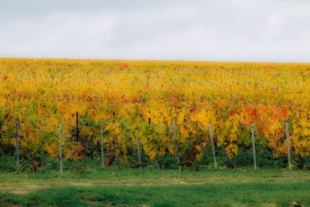 View of the vineyard of Champagne during autumn in the countryside of Reims in Franceの写真素材
