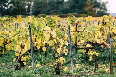 Reims France November 4, 2019 View of the vineyard of Taittinger Champagne house during autumn in the countryside of Reims in the afternoonの写真素材
