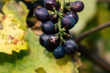 Reims France November 4, 2019 View of the vineyard of Taittinger Champagne house during autumn in...