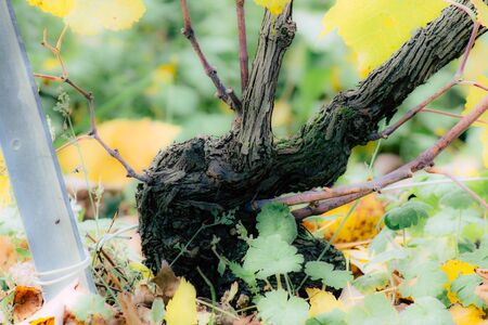 View of the vineyard of Champagne during autumn in the countryside of Reims in Franceの写真素材