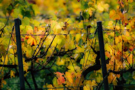 View of the vineyard of Champagne during autumn in the countryside of Reims in Franceの写真素材