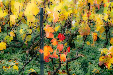 View of the vineyard of Champagne during autumn in the countryside of Reims in Franceの写真素材
