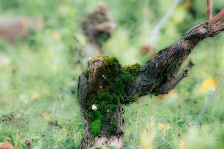 View of the vineyard of Champagne during autumn in the countryside of Reims in France