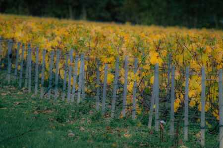 View of the vineyard of Champagne during autumn in the countryside of Reims in Franceの写真素材