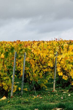 Reims France November 4, 2019 View of the vineyard of Taittinger Champagne house during autumn in the countryside of Reims in the afternoonの写真素材