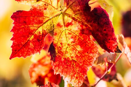 Reims France November 4, 2019 View of the vineyard of Taittinger Champagne house during autumn in the countryside of Reims in the afternoonの写真素材